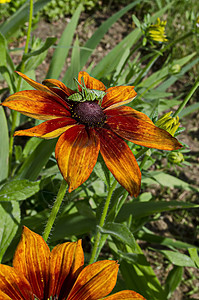 Rudbeckia或 Goldstrum 黄色橙花岗花和花园绿绿青 Drujba区果皮花瓣雏菊植物动物金弹黄金色昆虫叶子植物学图片