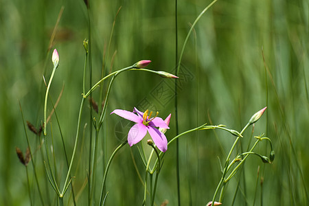 Cerise 星际花草地摘要(千里雅)背景