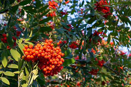 夏末在一棵树上撕红红色的连排龙植物植物群生长衬套荒野团体叶子橙子浆果花梨木图片