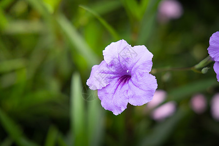 五颜六色的花的背景图片宏观季节植物群植物生长紫色花束粉色花瓣背景图片