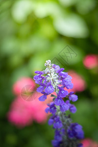 五颜六色的花的背景图片宏观植物群花瓣粉色季节紫色植物花束生长背景图片