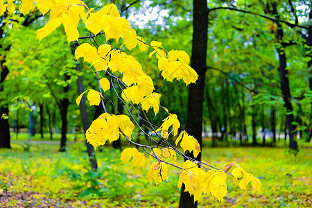 秋天初秋 在阴凉的气候下城市公园植物树叶自然蓝色植物群天气花朵绿色天空假期图片