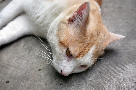 可爱的黄泰猫 懒惰猫毛皮哺乳动物睡眠橙子猫咪宠物食物懒猫爪子毯子图片