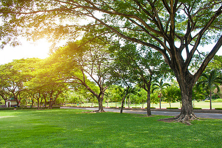 新鲜空气公园的清晨亮光 绿草和绿色新鲜树背景