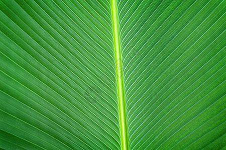 深绿色绿叶背景材料森林植物园艺爬行者季节叶子生长公园植物群背景图片