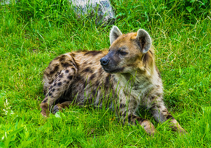 从非洲来的热带野狗 在草地上埋藏着一只斑斑的土狼图片