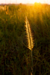 1 日落时亚洲野草花天空场地植物黄色阳光农场牧场橙子太阳国家图片