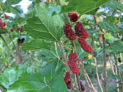 已经成熟和尚未成熟的健康条件成熟的木莓水果是p健康饮食甜点篮子叶子饮食蔬菜果汁甜头种子营养图片