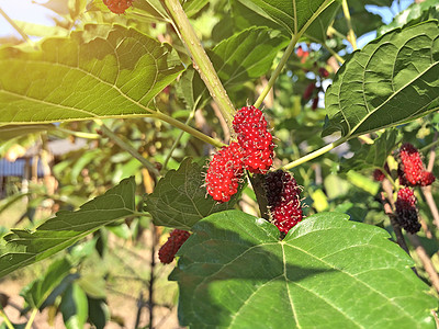 樟属植物自然夏天高清图片