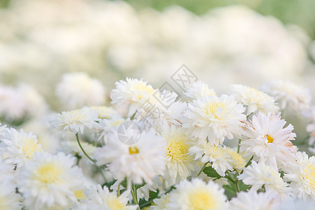 白菊花 花园里的菊花 模糊季节植物花瓣叶子雏菊宏观场地花束植物学生长图片