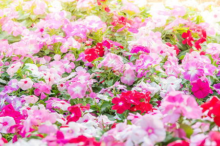 温卡玫瑰花花花在花园中开花植物蔷薇玫瑰植物学矮人茉莉花墙纸花朵叶子植物群图片