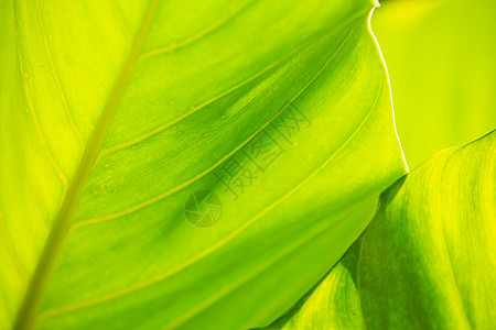 绿叶图案纹理背景特写 amp 微距拍摄选择性聚焦抽象图形设计墙纸坡度热带环境花园宏观叶子绿色植物植物树叶图片