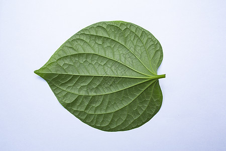 野生槟榔叶或孤立在白色叶子啪答声生活树叶生长制药药品吹笛者盆草香料热带食物图片