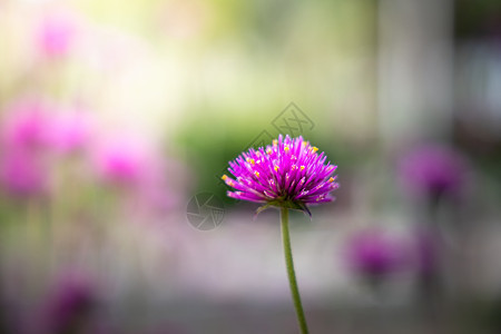 五颜六色的花的背景图片宏观生长花束植物群植物紫色花瓣季节粉色背景图片