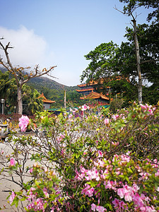 香港兰太岛神庙附近的粉红花花朵红色公园园艺美丽花园绿色植物群植物白色图片