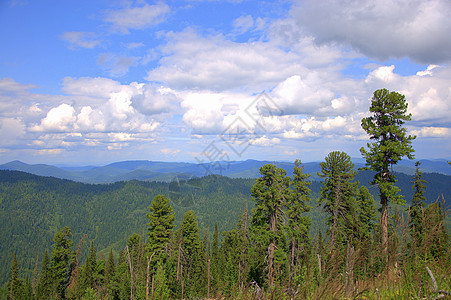 从山顶到高大的松树 山脉的视野从山顶向上图片