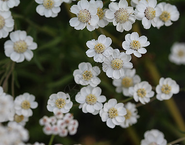 通常被称为雅罗 在春天开花草本植物治疗植物群花朵荒野野花蓍草植物学草地植物图片