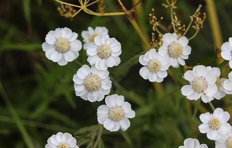 通常被称为雅罗 在春天开花千叶植物学草本植物蓍草菊科玻璃花朵植物花园花瓣图片