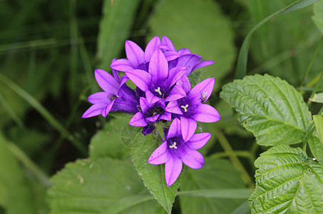 花 以常见名称命名的 圆花或丹麦人的血紫丁香野花花朵蓝色生长植物群花园紫色植物季节图片