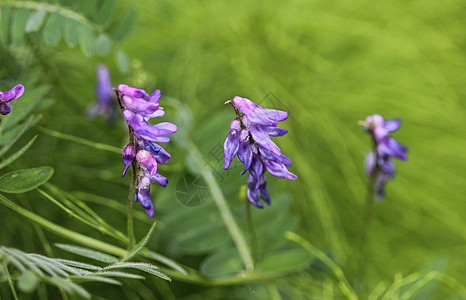 花 被称为长毛紫云英 饲料紫云英或冬紫云英紫色野花植物群花园植物豆类荒野草本植物宏观植物学图片