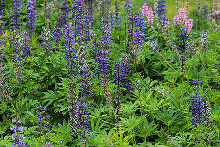 Lupinus 多元植物花 称为大叶 多叶或园林场地植物学季节蓝色植物群太阳阳光叶子花瓣草地图片