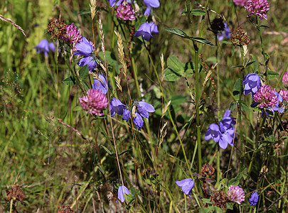 被称为 蓝铃 blawort 发钟和女士的舌头花瓣植物植物学植物群荒野风铃季节圆叶紫色草地图片
