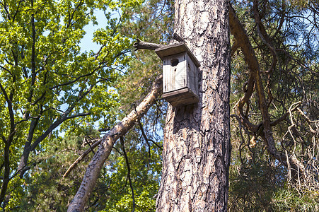 树干上的鸟屋鸟类盒子房子庇护所绿色公园森林天空花园八哥图片