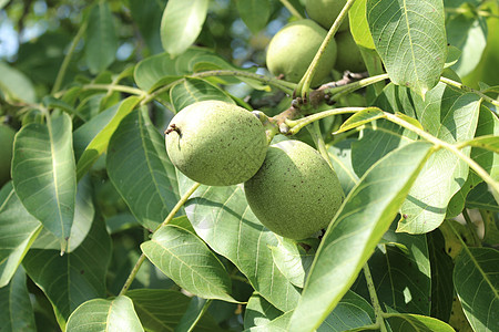 胡桃树上的胡桃子叶子水果核桃叶收成坚果绿色树叶素食花园食物图片