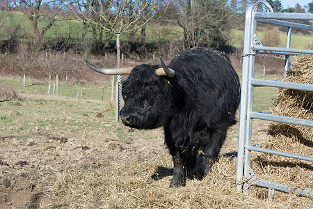 苏格兰高地牛国家鼻子野牛头发动物旅行牛角道路牧场农业图片