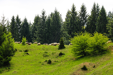 在绿山上放牧 周围有大片树木 山地景观和自然背景图片