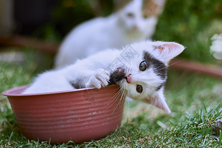 小猫猫科动物眼睛宠物猫咪橙子家庭姿势红色毯子毛皮高清图片