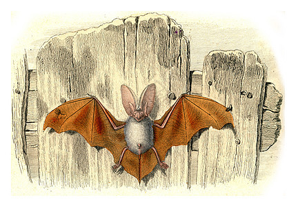 耳蝙蝠 老古董雕刻图片