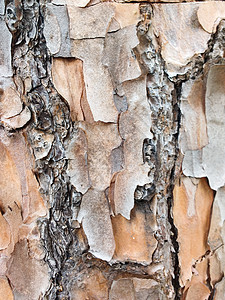 干树皮的表面纹理图片