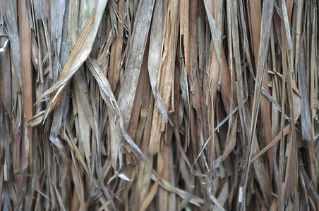传统干草茅草屋顶的近景旅行热带假期叶子稻草村庄建筑学平房建造小屋图片