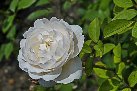 白玫瑰花丛在自然老旧的西公园盛开背景图片