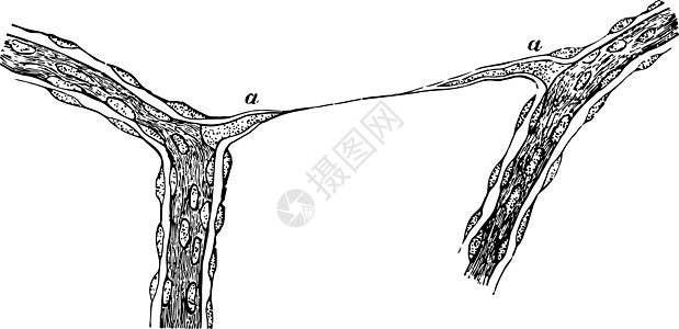 Calf 古代插图的维特鲁斯·乌穆尔胶片图片