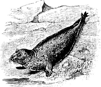灰海豹复古插画背景图片