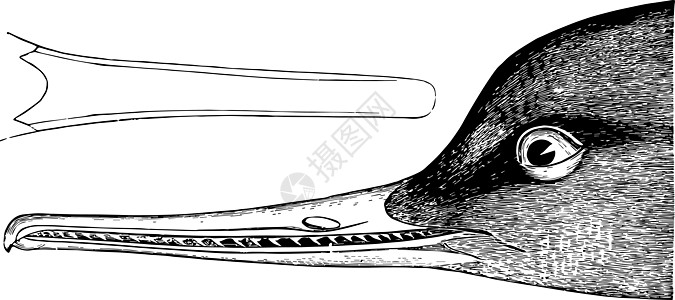 红色乳房Merganser古董插图图片
