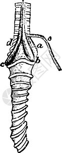 Rook古代插图的喉咙肌肉背景图片