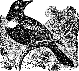 Ring Ouzel 古董插图高清图片