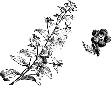 鲜花古典插图黑色多叶生长艺术植物白色蓝色雕刻绘画图片