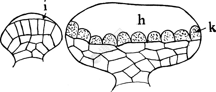 叶腺复古插画白色雕刻插图细胞艺术植物绘画腺体解剖学红茶图片