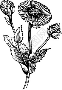 土木香复古插画插图雕刻菊科艺术氦气雏菊植物白色黑色绘画图片