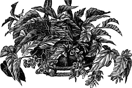 古董插图绘画居住地面磨砂黑色树叶生长甘蔗绿藻雕刻图片