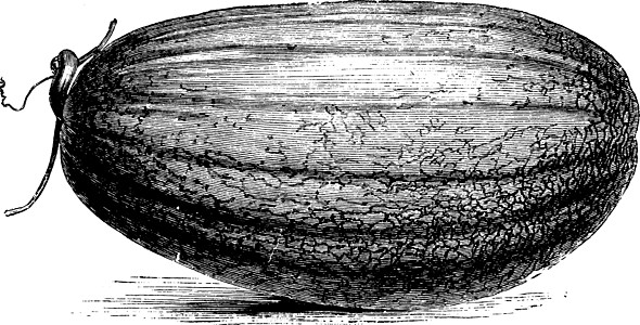 西瓜雕刻库洛米尔的美伦古董插图插画
