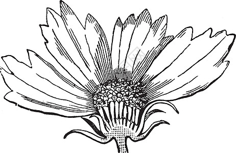 金鸡菊复古插画绘画纵向雕刻植物艺术白色插图黑色图片