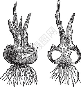 球茎复古插画艺术轴承鳞片状白色黑色插图树叶绘画雕刻膜质图片