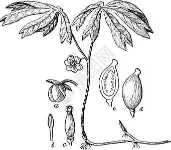 Mayapple 复古插画种植发芽绘画白色黑色插图艺术雕刻图片