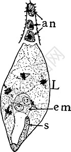 Megaspore 形成阶段12年历史插图图片