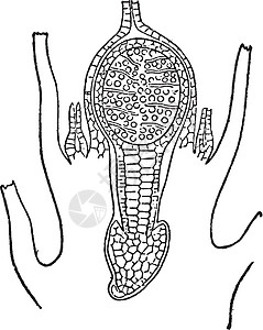 苔藓植物复古插画艺术插图黑色绘画白色雕刻图片